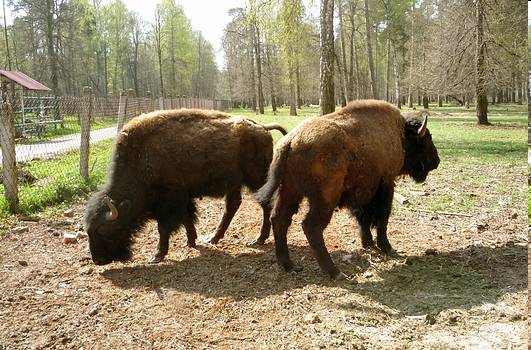 Image result for Баргузинский заповедник