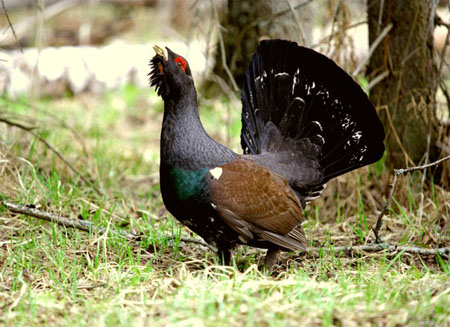 Image result for Баргузинский заповедник